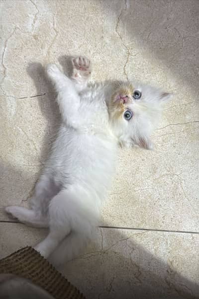 Persian kitten female