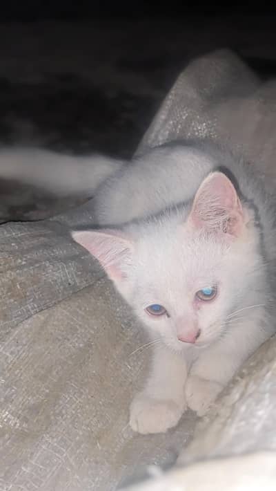 6baby cats 3 gray 1brown 1 lite pink 1white 1.5 month baby