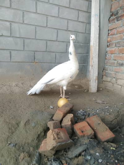 Silver Pied Male Peacock for sale