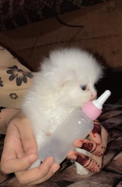 White Tripple coat Persian kitten
