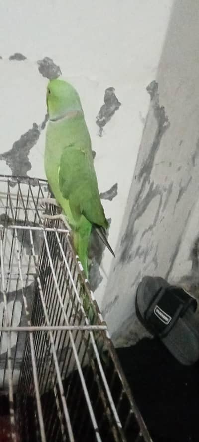 green ring nick ha halthdi ha