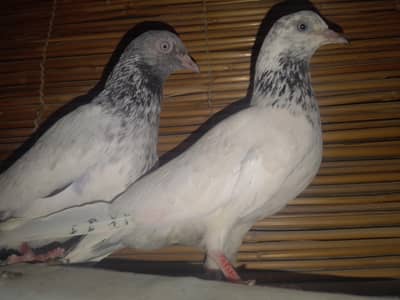 Ferozpuru