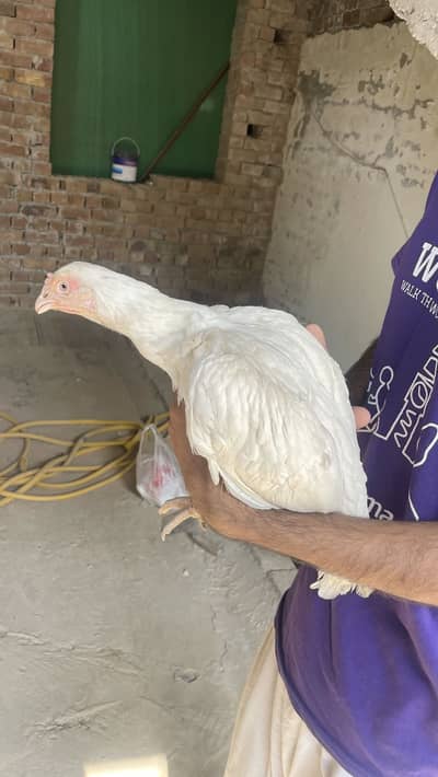 Indian turkish hint