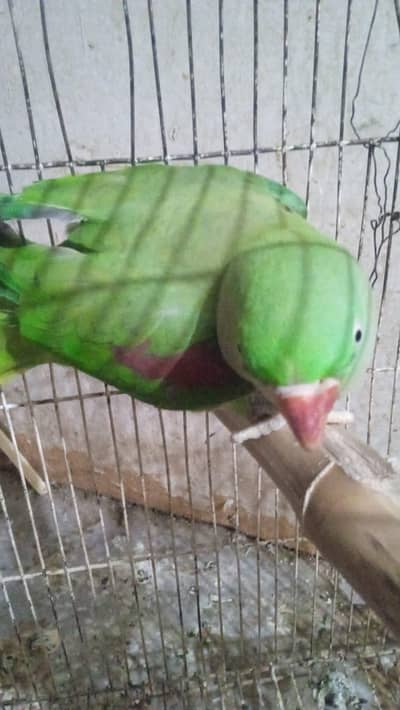 Raw ringneck parrot