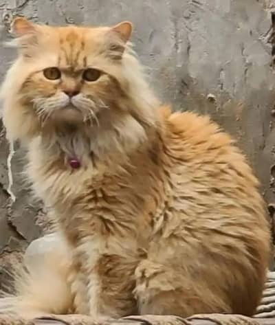 Brown Very Friendly Persian Cat