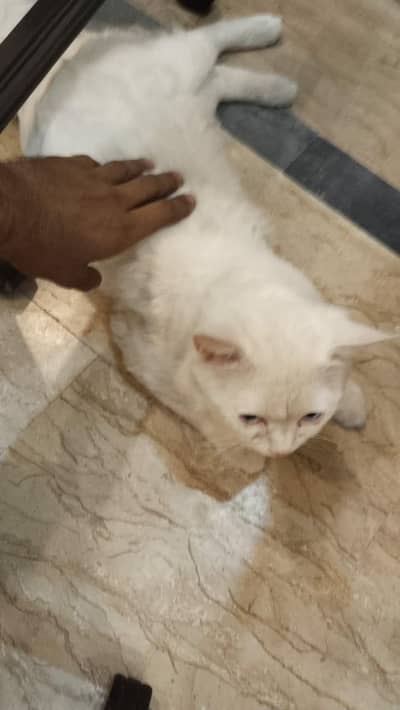 Adult Persian cat