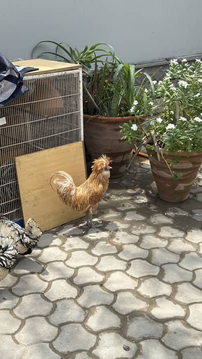 Buff laced healthy active polish male for sale