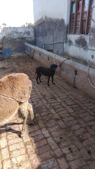 female for sale urgent