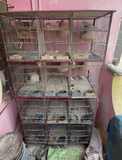 12 Potion Cage urgent sall