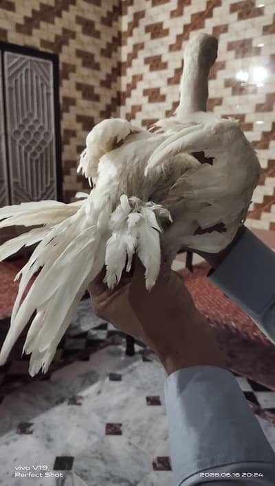 indian parrot beak pure White
