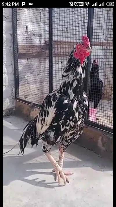 aseel patha achi nasl quality 03275787216