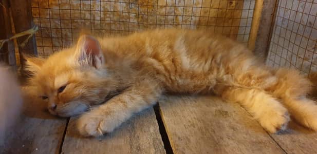 persian cat pair Dubai Imported