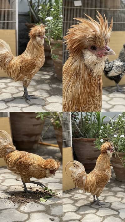 Buff laced healthy active polish male for sale
