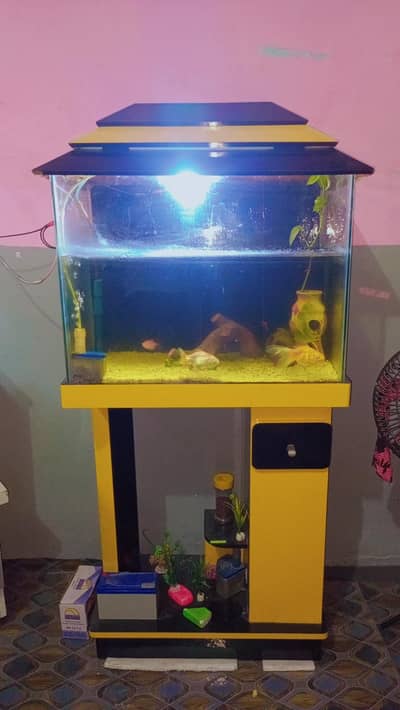 fishes and aquarium accessories