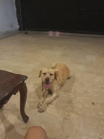 good and nice apple face dog nice price Whatsapp num 03296947043