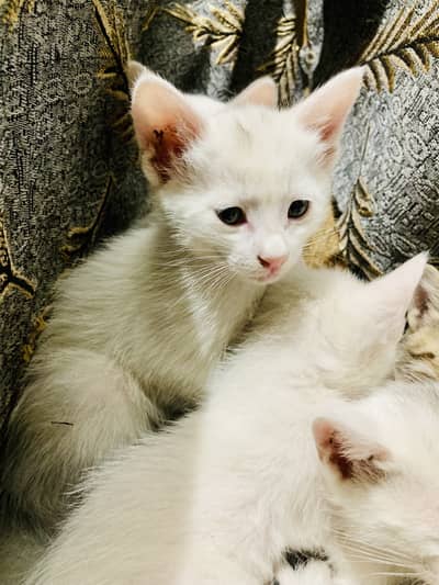 Bombay cats for sale