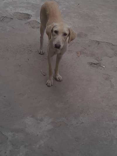 Labrador Mixed Breed