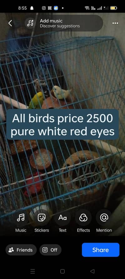 healthy budgies