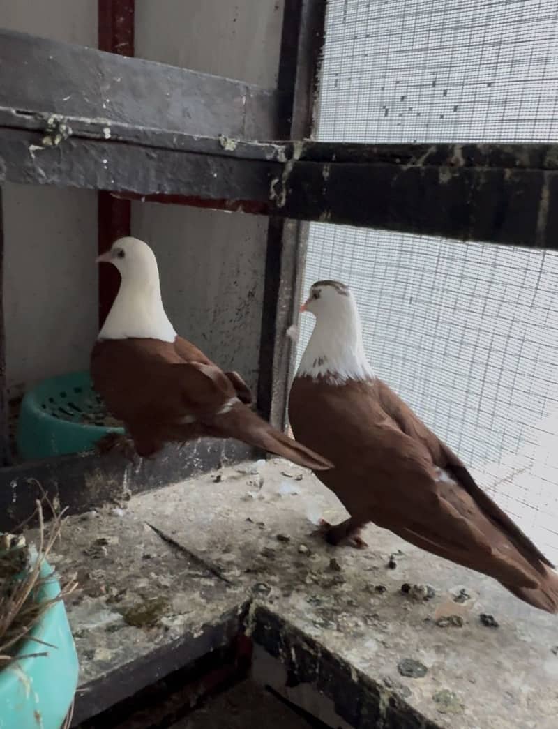 Karbalai 2