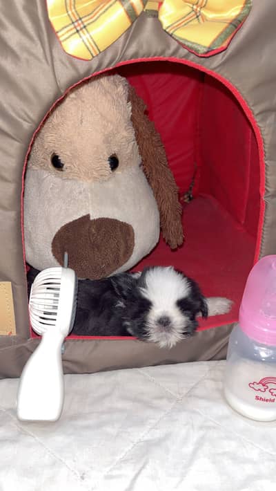 Shihtzu puppies male female