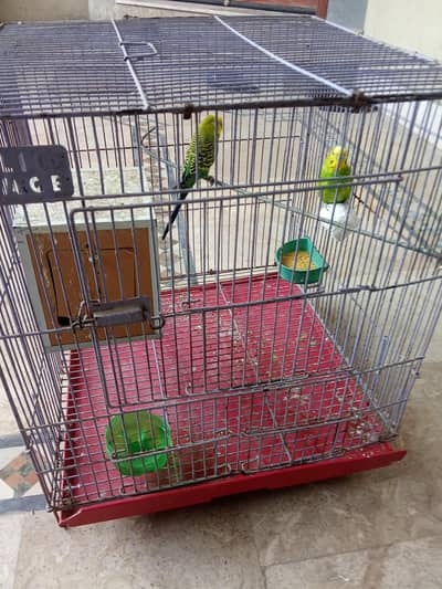 Australian pair