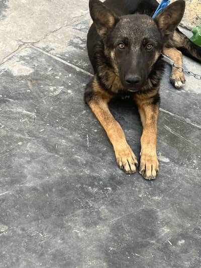 Alsation German Shepard WhatsApp num 03135523337