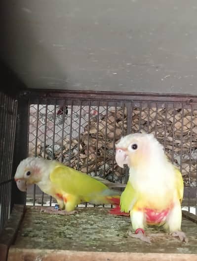Suncheek Conure Breeder Pair