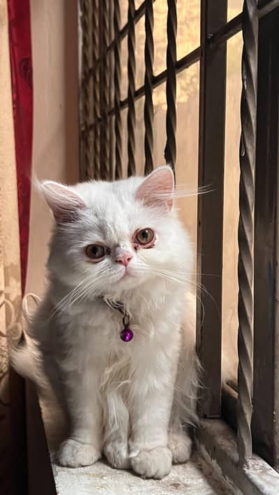 Persian piggy Face Tripple coated