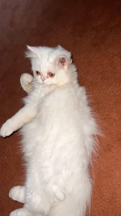Persian piggy Face Tripple coated
