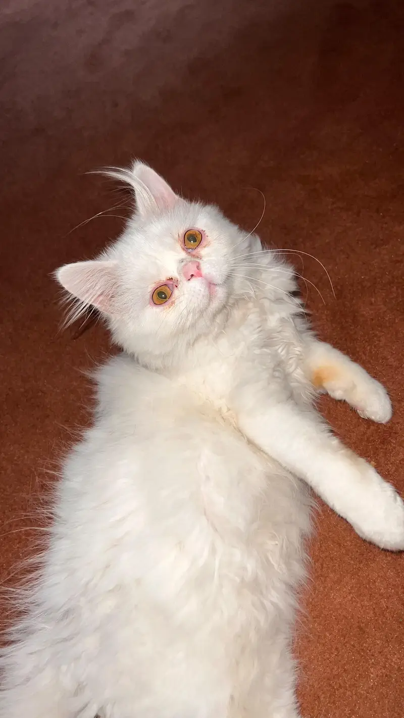 Persian piggy Face Tripple coated — photo 5