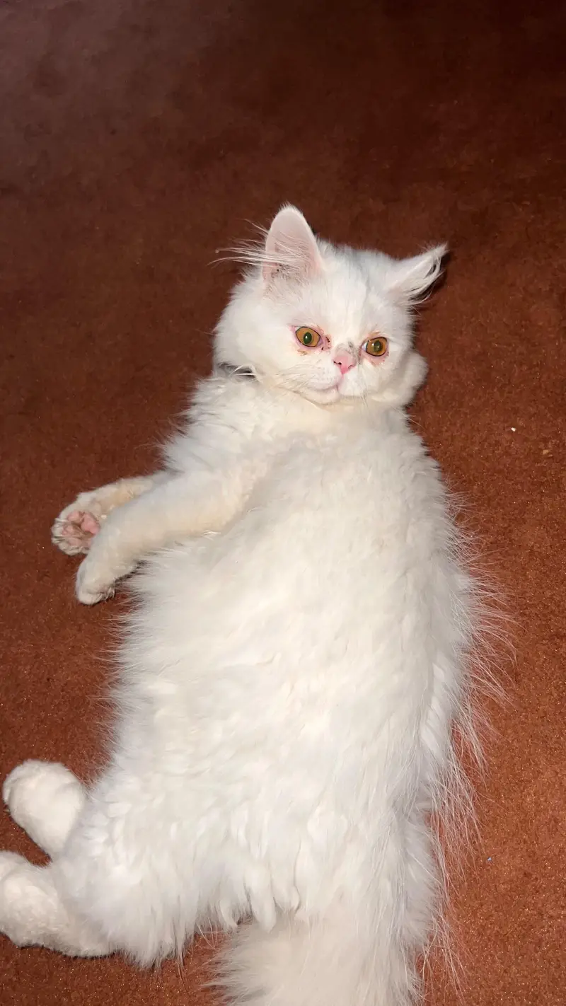 Persian piggy Face Tripple coated — photo 8