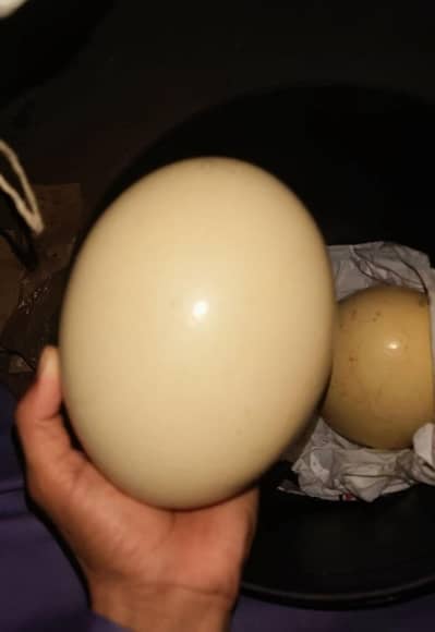 Ostrich one egg 0304/7835/190