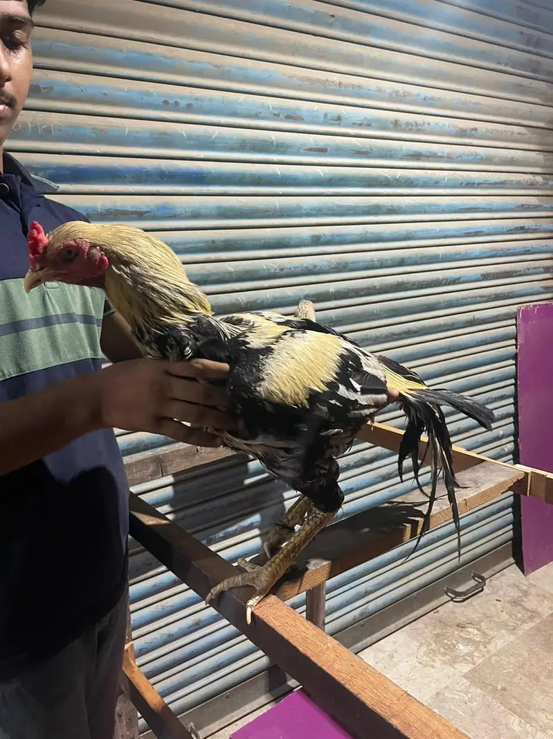 aseel jawa pair breeder — photo 2