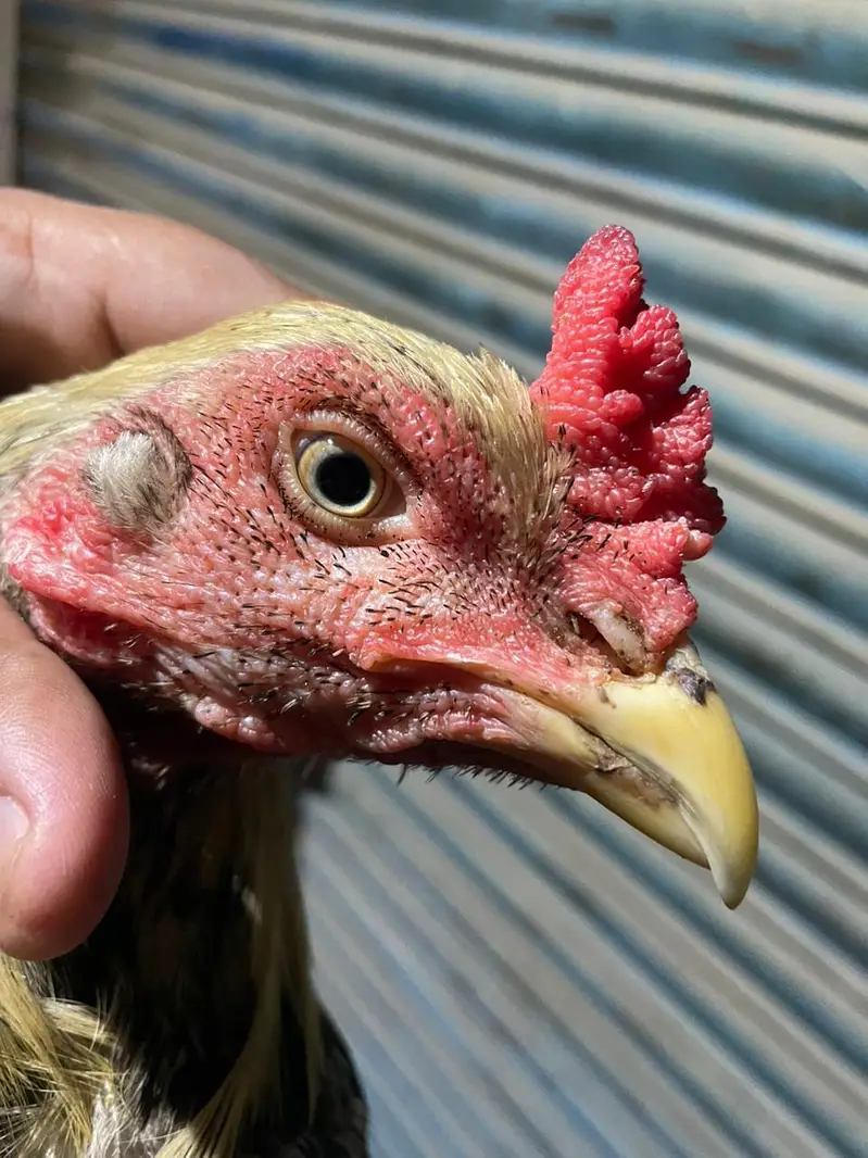 aseel jawa pair breeder — photo 4