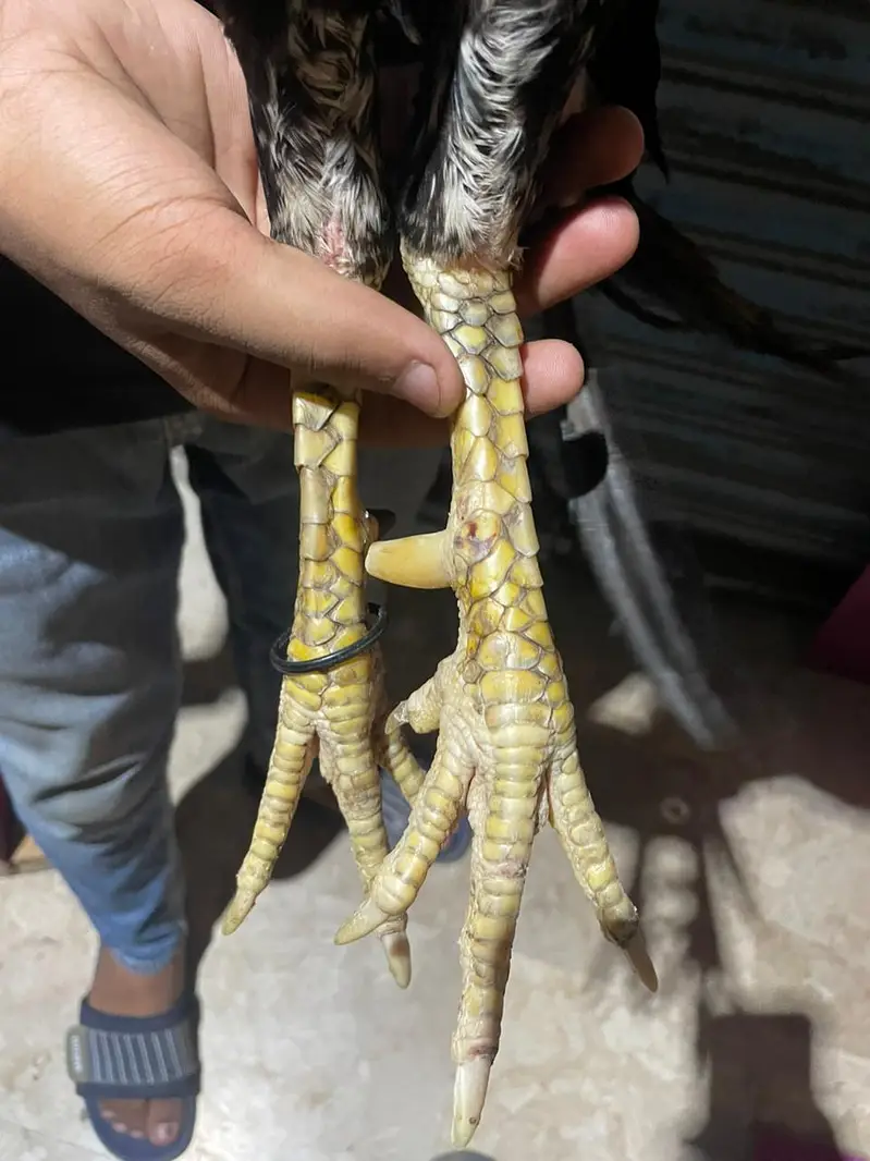 aseel jawa pair breeder — photo 6