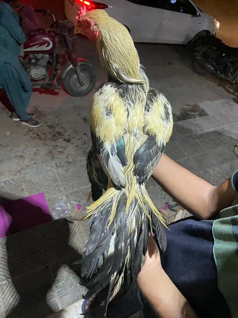 aseel jawa pair breeder — photo 7