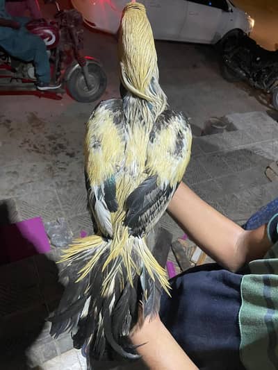 aseel jawa pair breeder