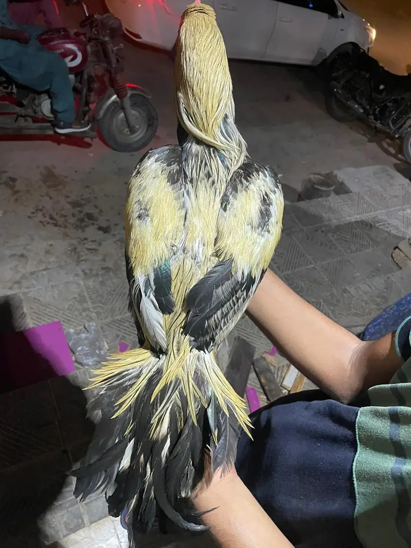 aseel jawa pair breeder