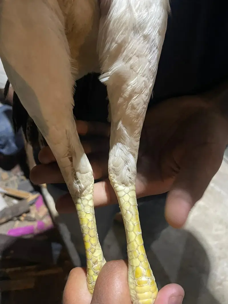 aseel jawa pair breeder — photo 10