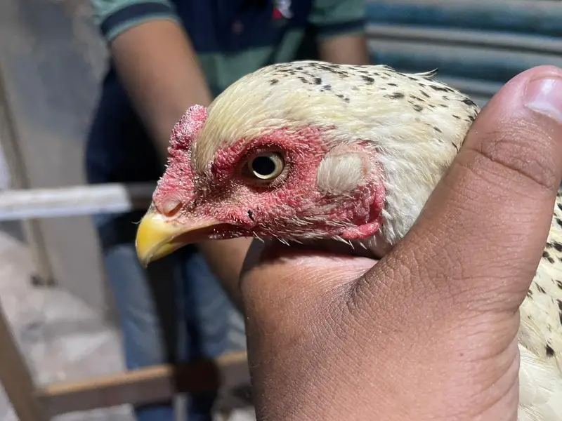 aseel jawa pair breeder — photo 11