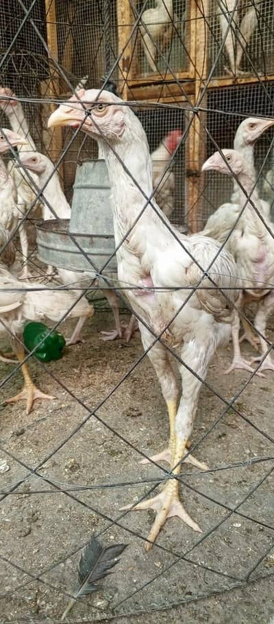Mashallah Shamo + heera cross aseel all for sale