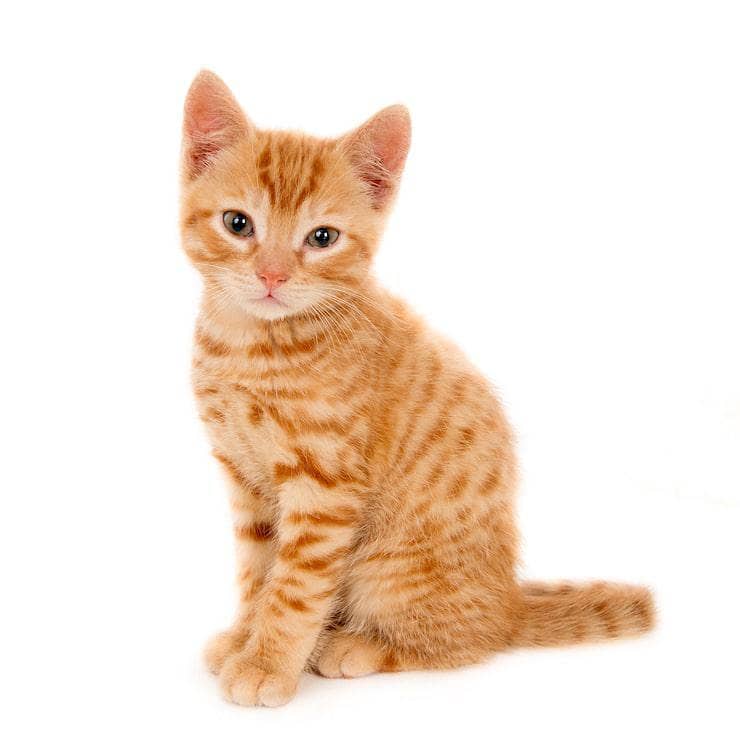 Cat available 0