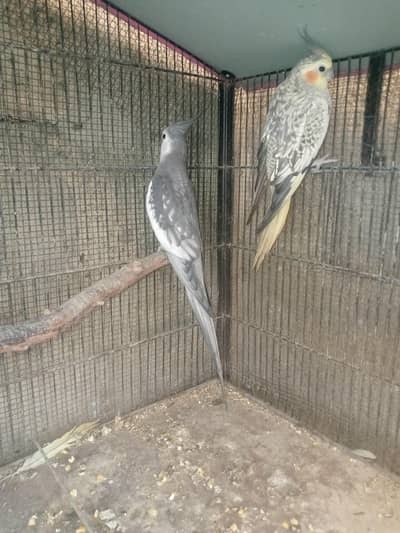 cockatiel