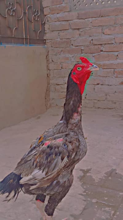 beautiful breeders pairs