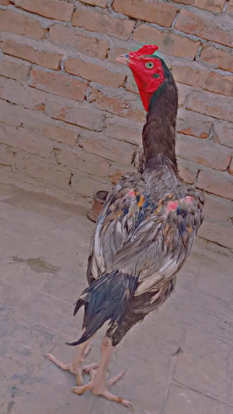 beautiful breeders pairs — photo 4