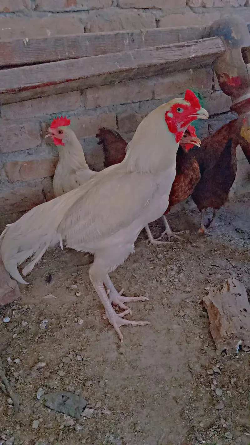 beautiful breeders pairs — photo 6