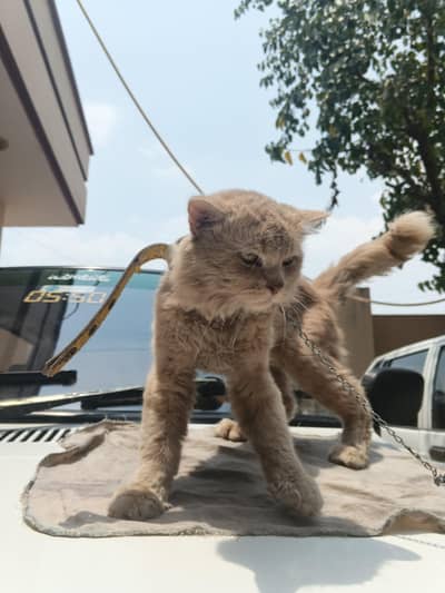 cats male
