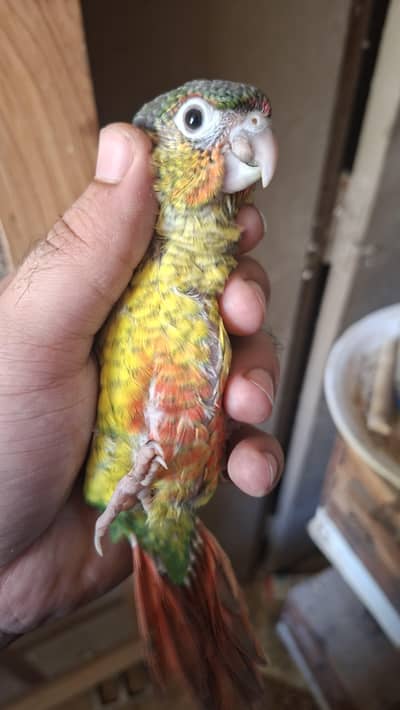 Green check Conure
