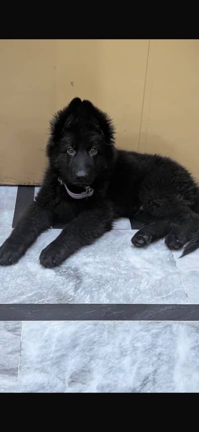 Black german shepherd