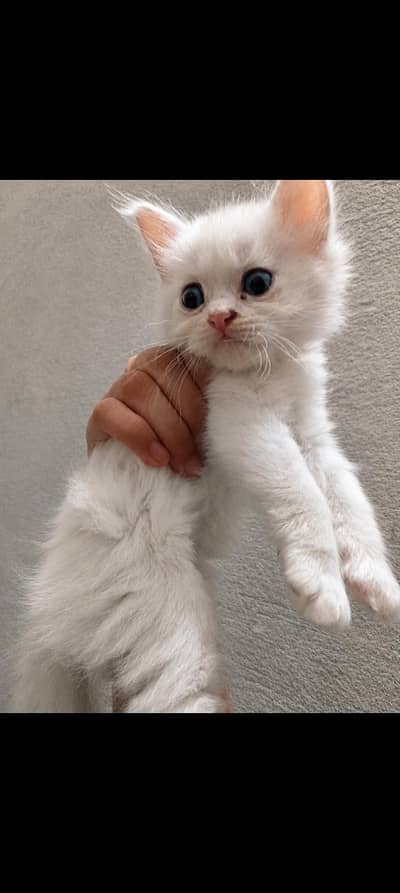 Persian kitten